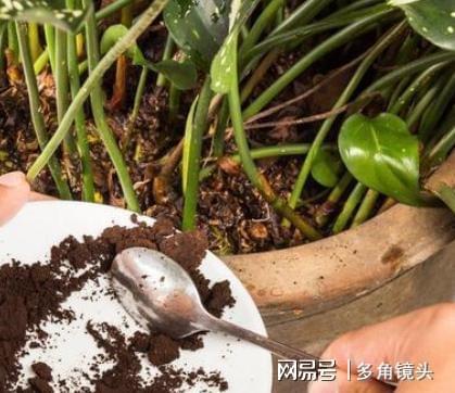 盆土板结不想换盆？试试3种松土剂，洒在土表轻松改善土质！